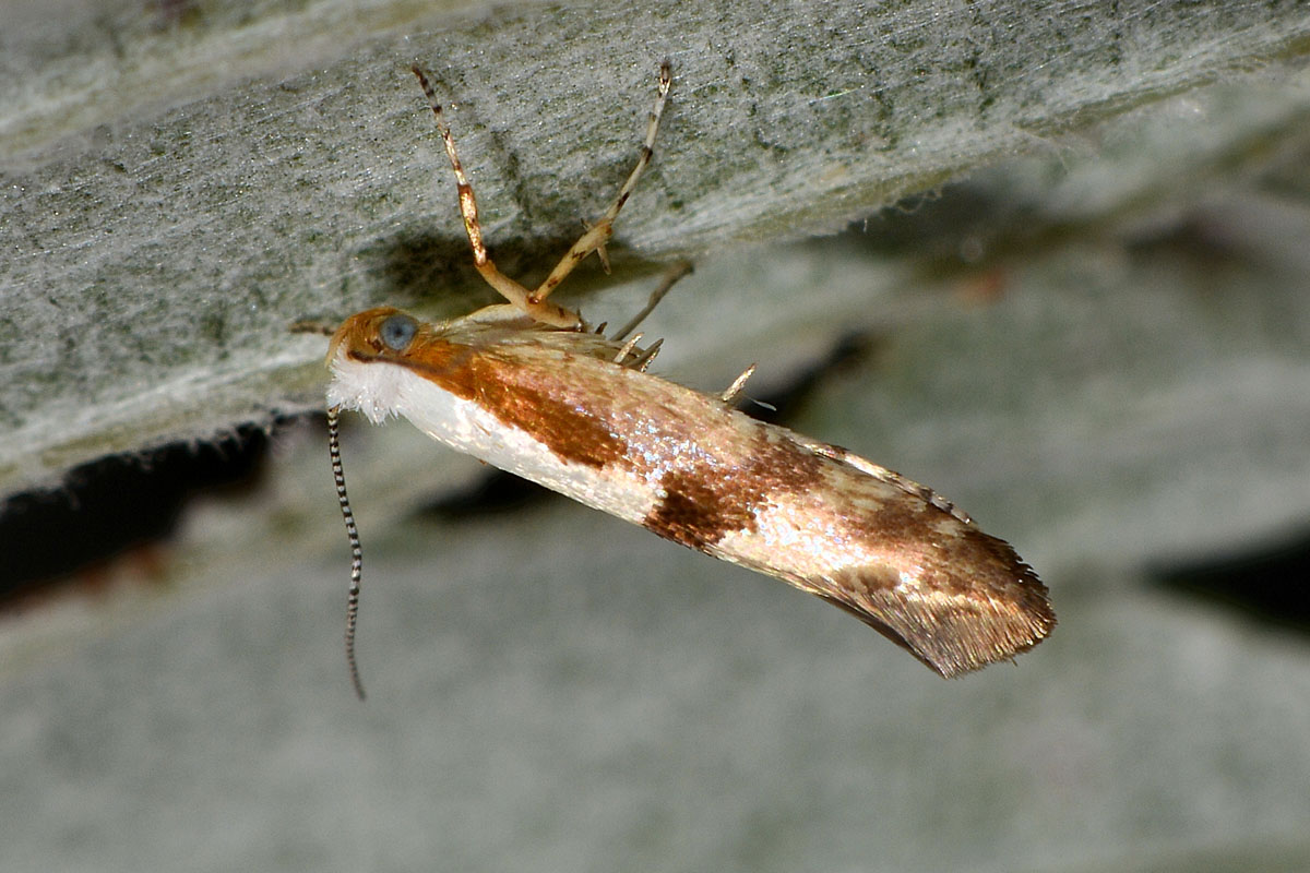 Argyresthia pruniella? S